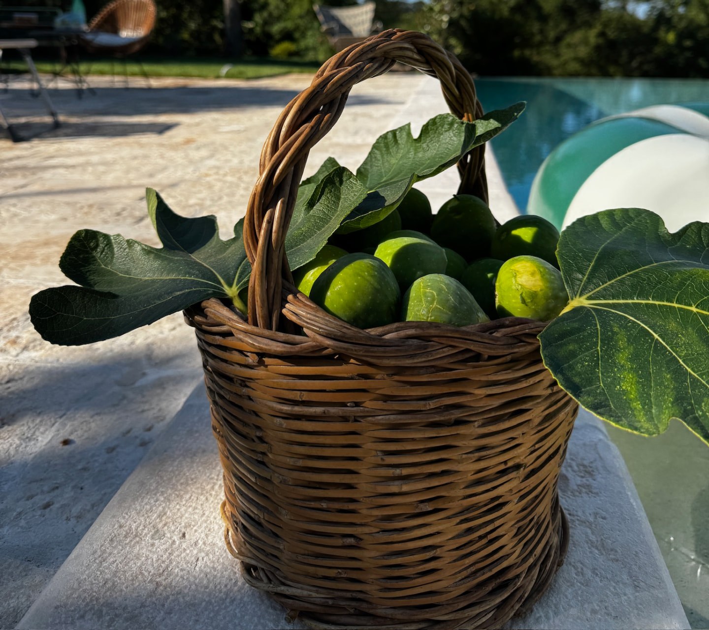 Basket of figs and fig leaves on the pool terrace